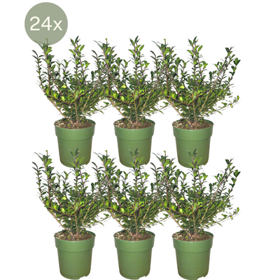 Ilex crenata 'Jenny' Heckenpflanzen (6er Set) - 1 Meter