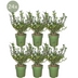 Ilex crenata 'Jenny' Heckenpflanzen (6er Set) - 1 Meter Bild 2