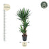 Yucca Elephantipe - Elefantenpalme - 140 cm, Ø 24 cm Bild 2