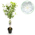Hibiskus White Chiffon® Stamm, winterhart, weiße Blüte, Topf 19cm Bild 1