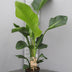 Strelitzia Nicolai XL Zimmerpflanze - 70cm - P17 Topf Bild 2