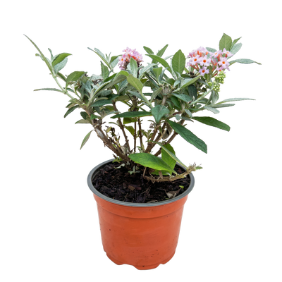 Buddleja davidii Butterfly Candy Little Pink, Schmetterlingsstrauch