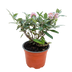 Buddleja davidii Butterfly Candy Little Pink, Butterfly Bush Bild 2