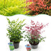 Nandina Duo - Gelb & Rot - Immergrüne Sträucher - 2 Pflanzen Bild 1