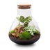 Bottle Garden Sam XL Red: DIY Plant Terrarium, 35 cm high Bild 2