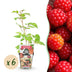 GreenboutiQ - Fruit Plants - Japanese Wineberry - Rubus Phoenicolasius - Winter Hardy - 6 Plants - 9 cm Pot - Red Berry Bild 1
