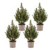 4x Picea glauca Conica - Zuckerhutfichte - Grün - Weihnachtsbaum - Ø13cm - ↕45cm Bild 2
