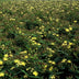 60x Hypericum inodorum - ↕10-25cm - Ø9cm Bild 4