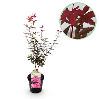 Japanischer Ahorn Skeeters Broom Lila - Balkonpflanze - 70cm