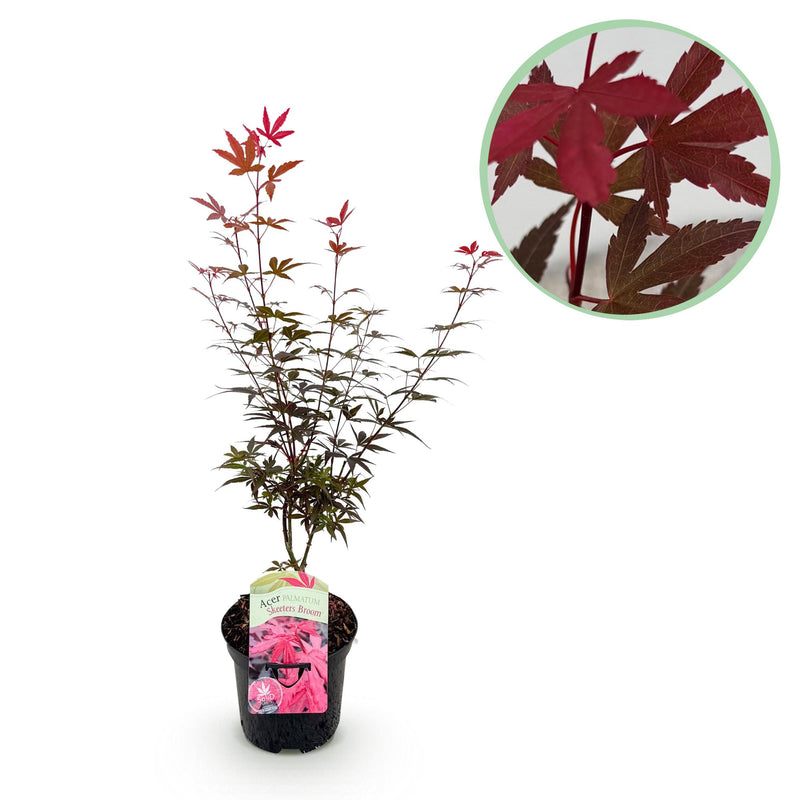 Japanischer Ahorn Skeeters Broom Lila - Balkonpflanze - 70cm