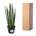 Sansevieria cylindrica 'Bacularis' / Mikado - 38 cm - ø10,5 Bild 4