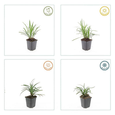 60x Liriope muscari 'Moneymaker' - 10-25cm Höhe