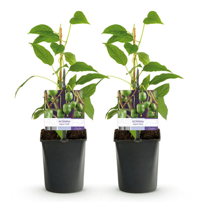 GreenboutiQ - Obstpflanze - Kiwi - Actinidia arguta Issai - Grüne Frucht - 2 Pflanzen - Topf 11cm Höhe 40cm