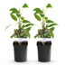 GreenboutiQ - Obstpflanze - Kiwi - Actinidia arguta Issai - Grüne Frucht - 2 Pflanzen - Topf 11cm Höhe 40cm Bild 11