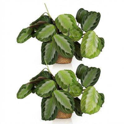 Green boutiQ Maranta Fascinator Silverband, Gebetspflanze, 2 Pflanzen m. Korb