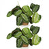 Green boutiQ Maranta Fascinator Silverband, Prayer Plant, 2 Plants with Basket Bild 2