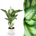Dieffenbachia Tropic Snow, pflegeleicht, 90-100cm, Topf 21cm, Weiß Bild 1