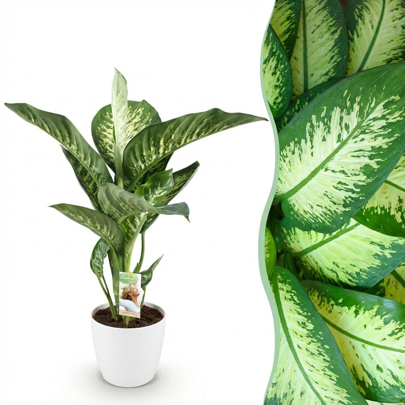Dieffenbachia Tropic Snow, pflegeleicht, 90-100cm, Topf 21cm, Weiß