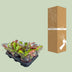 Nepenthes Alata Kannenpflanze im Ø12cm Topf, ↕17cm Bild 4