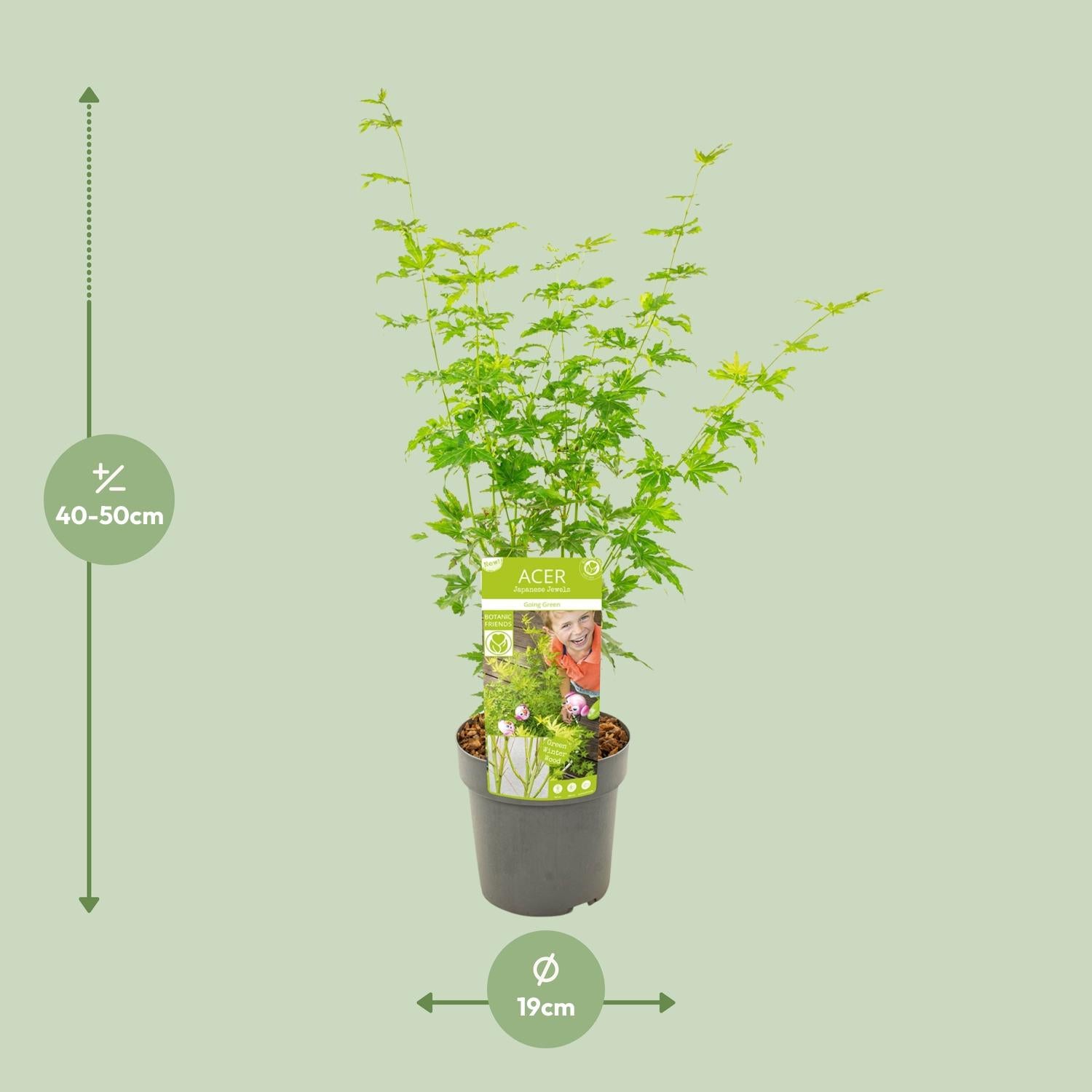 Acer palmatum Going Green - Ø19cm - ↕50cm