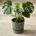 Elho Greenvile Rundblatt Blumentopf Grün, D20 cm Bild 5