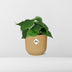 Philodendron Scandens im Topf ELHO Vibes Fold 14 cm gelb Bild 6