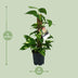 Scindapsus Epipremnum: Hängepflanze im Ø15cm Topf, ↕50cm Bild 2