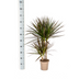 Dracaena Marginata Magenta Ø17cm - 50-70cm Bild 2