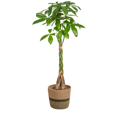 Pachira Aquatica (Geldbaum) im Korb Ø24cm, 120-140cm