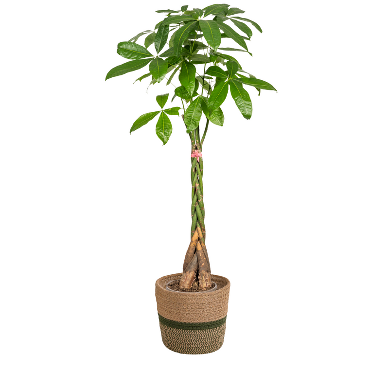 Pachira Aquatica (Geldbaum) im Korb Ø24cm, 120-140cm