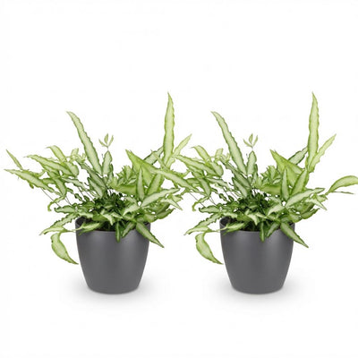 2x Pteris cretica Albolineata Schwertfarn, haustierfreundlich, 20cm