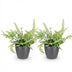 2x Pteris cretica Albolineata Schwertfarn, haustierfreundlich, 20cm Bild 2