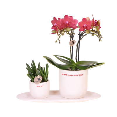 Geschenkset „Love You“ | Rote Phalaenopsis‑Orchidee Congo mit Grünpflanze in Love‑Übertopfen auf einer Cloud‑Platte