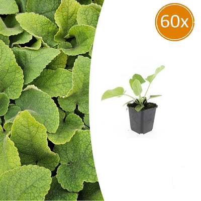 60x Brandkraut Phlomis russeliana winterhart Staude Jungpflanzen