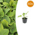 60x Brandkraut Phlomis russeliana winterhart Staude Jungpflanzen Bild 1