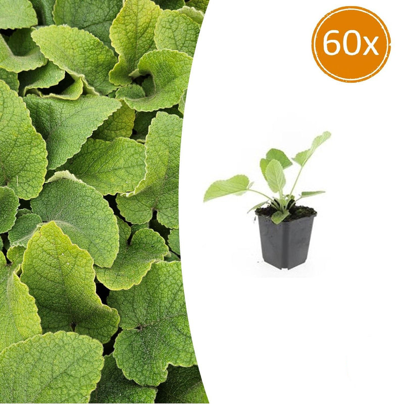 60x Brandkraut Phlomis russeliana winterhart Staude Jungpflanzen