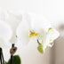 Weiße Amabilis Orchidee Geschenkset mit Übertopf & Giftbox Bild 2