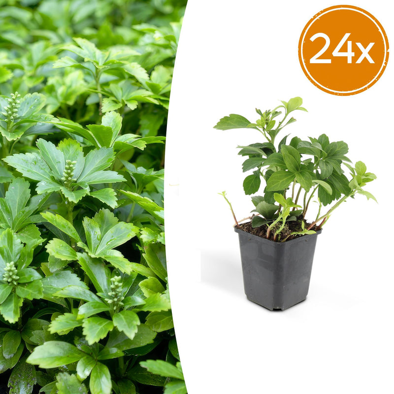 24x Pachysandra 'Green Carpet' - Groundcover, Evergreen, 10-25cm