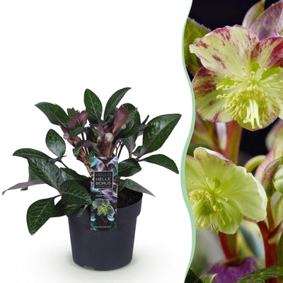GreenboutiQ - Garden Plant - Hellebore - Helleborus lividus Purple Marble - Purple Flower - 1 Plant - Evergreen - Pot 14cm Height 35cm