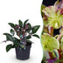 GreenboutiQ - Gartenpflanze - Lenzrose - Helleborus lividus Purple Marble - Violette Blüte - 1 Pflanze - Immergrün - Topf 14cm Höhe 35cm Bild 1