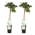 2x Wisteria floribunda 'Longissima Alba' - Weiße Glockenrebe Bild 1
