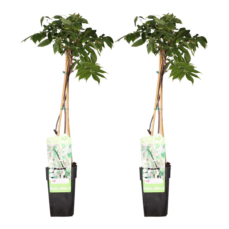 2x Wisteria floribunda 'Longissima Alba' - Weiße Glockenrebe