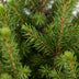 2x Picea glauca Conica - Zuckerhutfichte - Grün - Weihnachtsbaum - Ø19cm - ↕65cm Bild 4