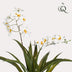 Künstliche Orchidee Weiß - 45cm - Lebensechte Deko für Ihr Zuhause Bild 3