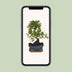 Bonsai 'Sageretia' S-Form Ø15cm - ↕15cm, pflegeleicht Bild 4