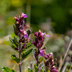 6x Gamander 'Lucidrys' (10-25cm) - Kompakter Halbstrauch für niedrige Hecken Bild 6