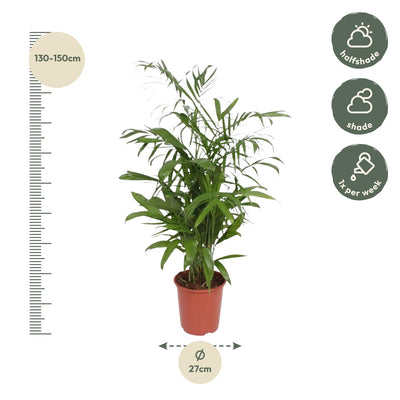 Chamaedorea Seifrizii Palme, 140 cm, ø27 Topf