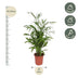 Chamaedorea Seifrizii Palm, 140 cm, ø27 Pot Bild 2