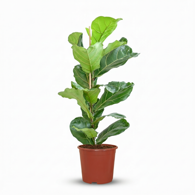 Ficus Lyrata Geigenfeige - pflegeleicht, 75-85cm, Topf 21cm