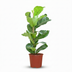Ficus Lyrata Geigenfeige - pflegeleicht, 75-85cm, Topf 21cm Bild 1